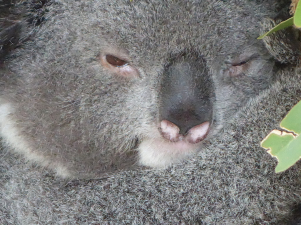 close up of Koala