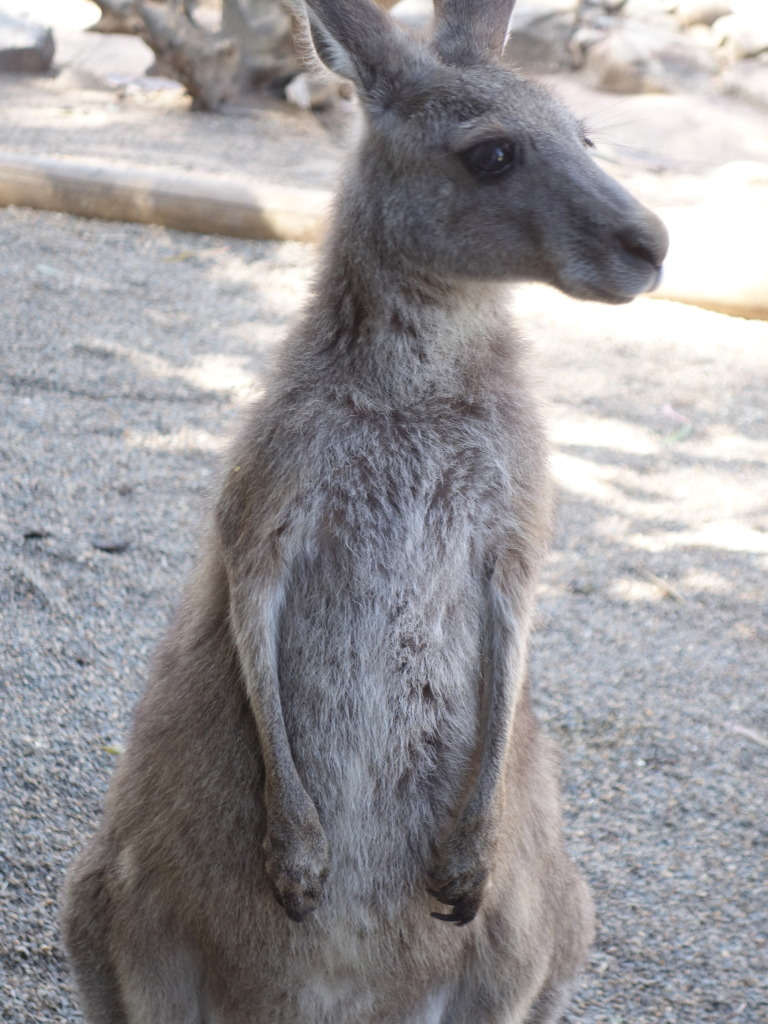 Kangeroo